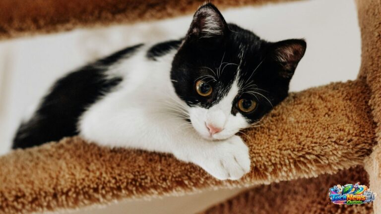 Kitty Sense Cat’s Litter Box