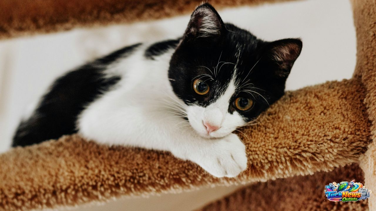 Kitty Sense Cat’s Litter Box